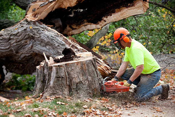 Gowanda, NY Tree Removal Company